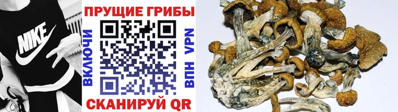 Псилоцибиновые грибы прущие грибы где продают наркотики Салават